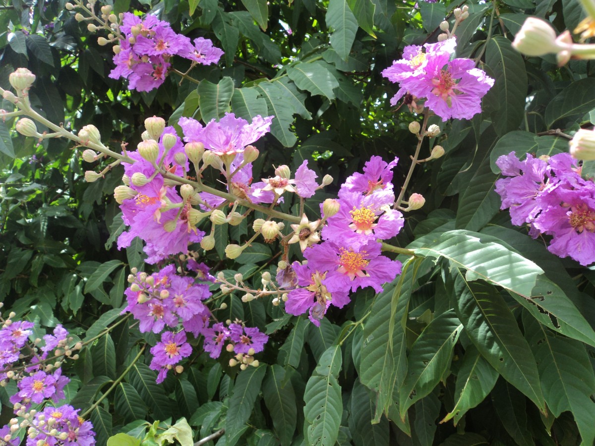 Lagerstroemia speciosa (L.) Pers.